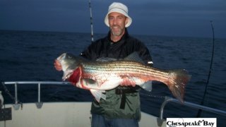 Chesapeake Bay Trophy Rockfish 4 #63
