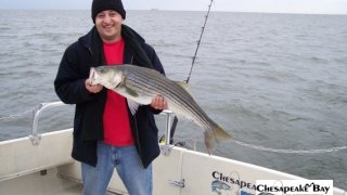 Chesapeake Bay Nice Rockfish #9