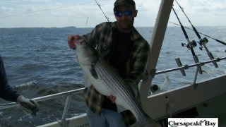 Chesapeake Bay Nice Rockfish #8