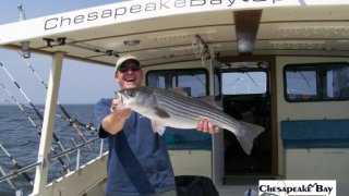 Chesapeake Bay Nice Rockfish #15