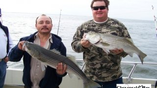 Chesapeake Bay Nice Rockfish #23