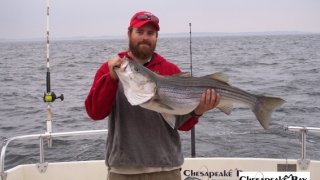 Chesapeake Bay Trophy Rockfish 4 #68