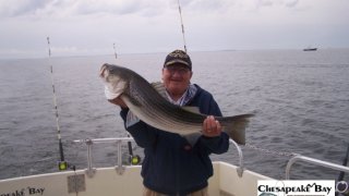 Chesapeake Bay Trophy Rockfish 4 #38