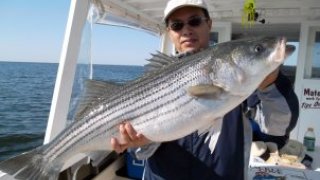 Chesapeake Bay Trophy Rockfish #3