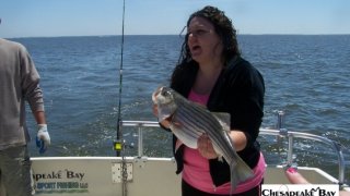 Chesapeake Bay Nice Rockfish 2 #37