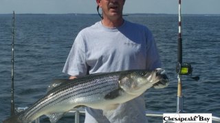 Chesapeake Bay Trophy Rockfish 4 #1