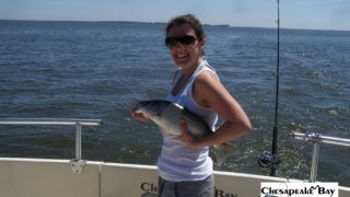 Chesapeake Bay Nice Rockfish 2 #36