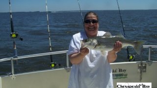 Chesapeake Bay Nice Rockfish 2 #40