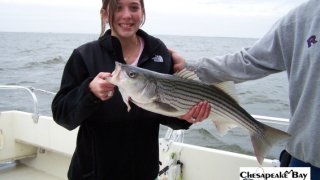 Chesapeake Bay Nice Rockfish #27