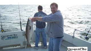 Chesapeake Bay Nice Rockfish #2
