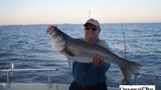 Chesapeake Bay Trophy Rockfish 4 #42