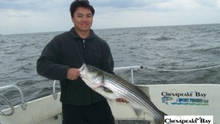 Chesapeake Bay Trophy Rockfish #11