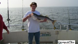 Chesapeake Bay Trophy Rockfish 3 #6