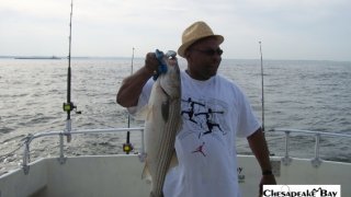 Chesapeake Bay Nice Rockfish 2 #16