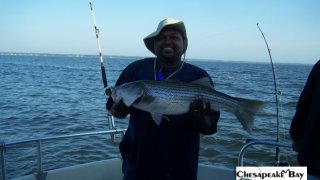 Chesapeake Bay Nice Rockfish #17