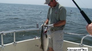 Chesapeake Bay Nice Rockfish #14