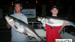 Chesapeake Bay Trophy Rockfish 4 #52
