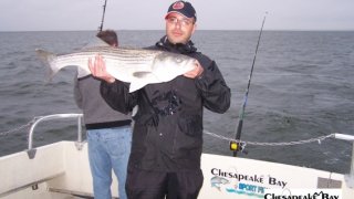 Chesapeake Bay Nice Rockfish #12