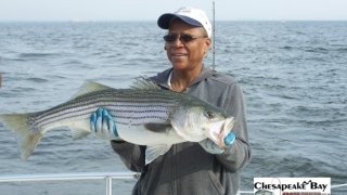 Chesapeake Bay Nice Rockfish 2 #14