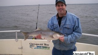 Chesapeake Bay Nice Rockfish 2 #30