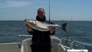 Chesapeake Bay Nice Rockfish #35