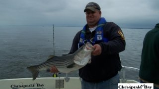 Chesapeake Bay Trophy Rockfish 4 #77