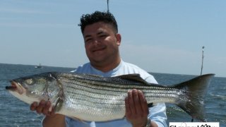 Chesapeake Bay Nice Rockfish #37
