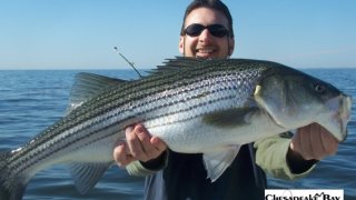 Chesapeake Bay Trophy Rockfish 4 #16