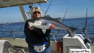 Chesapeake Bay Trophy Rockfish 4 #31