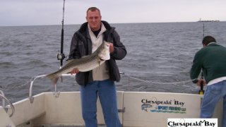 Chesapeake Bay Nice Rockfish #11