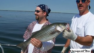 Chesapeake Bay Trophy Rockfish 3 #29