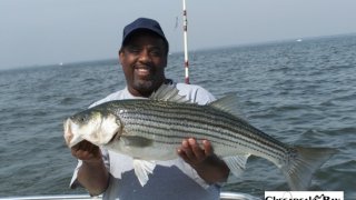 Chesapeake Bay Nice Rockfish 2 #12