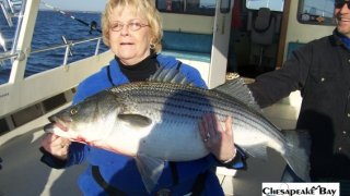 Chesapeake Bay Trophy Rockfish 4 #12