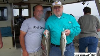 Chesapeake Bay Nice Rockfish 2 #5