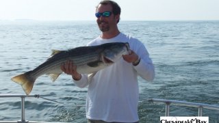 Chesapeake Bay Nice Rockfish 2 #11