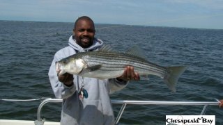 Chesapeake Bay Nice Rockfish #26
