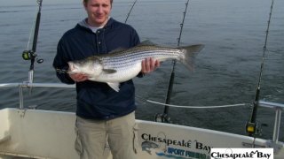 Chesapeake Bay Trophy Rockfish #29