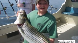 Chesapeake Bay Trophy Rockfish 4 #44