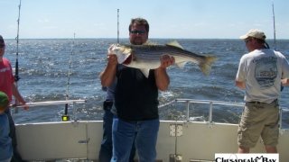 Chesapeake Bay Nice Rockfish 2 #22