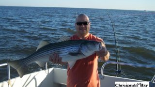 Chesapeake Bay Trophy Rockfish 4 #24