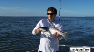 Chesapeake Bay Nice Rockfish #29
