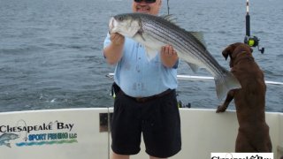 Chesapeake Bay Trophy Rockfish 4 #71
