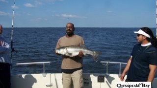 Chesapeake Bay Nice Rockfish 2 #18