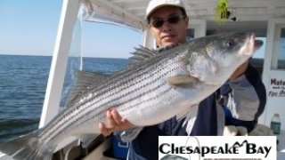 Chesapeake Bay Trophy Rockfish #4