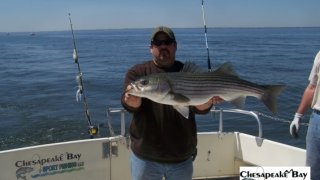Chesapeake Bay Trophy Rockfish 4 #32