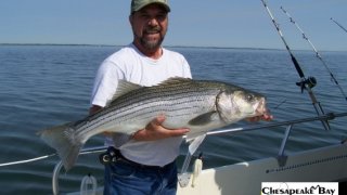 Chesapeake Bay Trophy Rockfish 3 #28