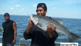 Chesapeake Bay Nice Rockfish #18