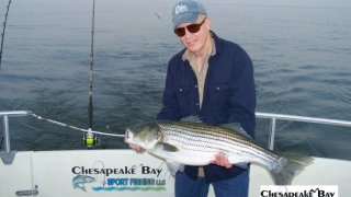 Chesapeake Bay Trophy Rockfish #25