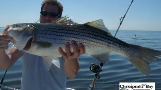 Chesapeake Bay Trophy Rockfish 4 #18