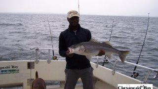 Chesapeake Bay Trophy Rockfish 4 #65